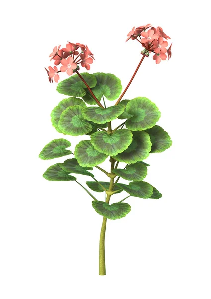 3D-Rendering rosa Geranien auf weiß — Stockfoto