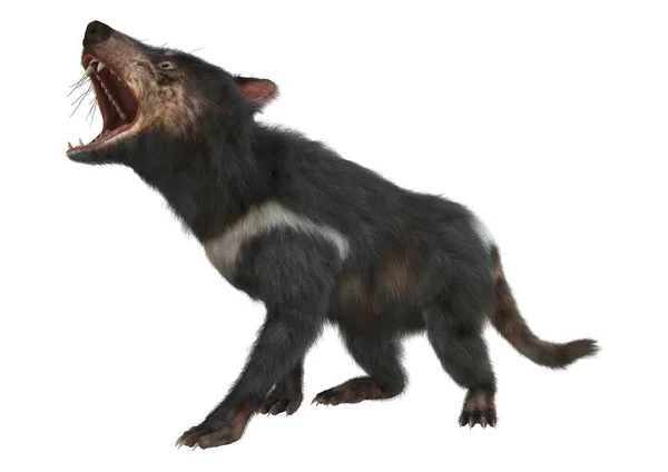 3D renderização do diabo da Tasmânia em branco — Fotografia de Stock