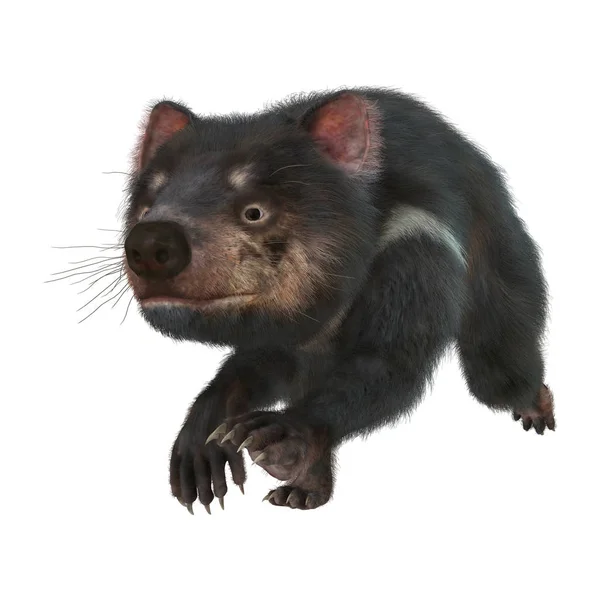 3D rendering tasmán ördög-fehér — Stock Fotó