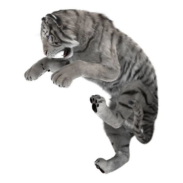 3D Rendering White Tiger on White — Stock Photo, Image