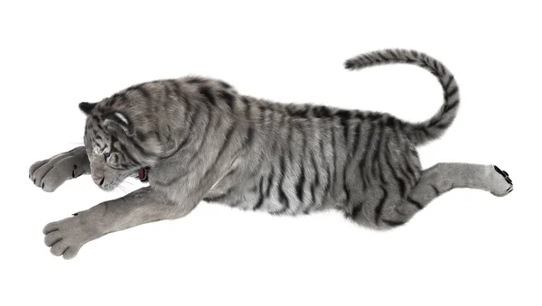 3D Rendering White Tiger on White — Stock Photo, Image