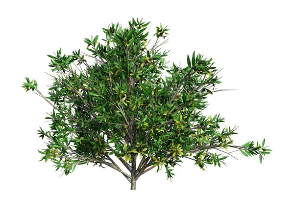 3D rendering Rhododendron-fehér — Stock Fotó