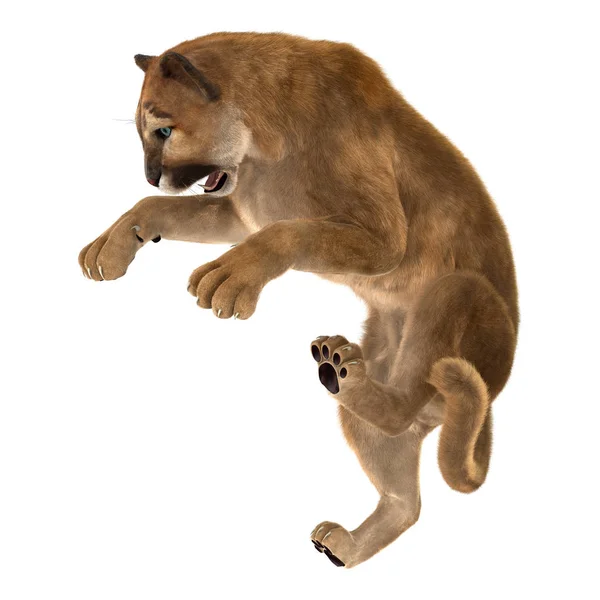 Representación 3D Big Cat Puma en blanco — Foto de Stock
