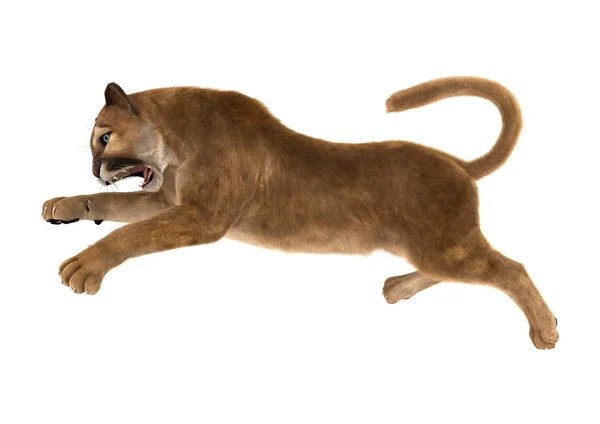 Representación 3D Big Cat Puma en blanco — Foto de Stock