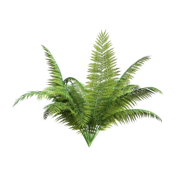 3D Rendering Giant Fern on White — Stock Photo, Image