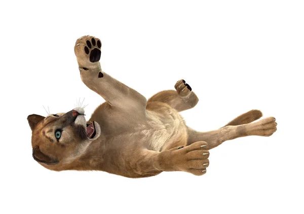 3D renderowania Puma Big Cat na białym — Zdjęcie stockowe