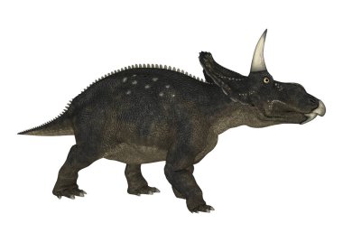 3D render dinozor Diceratops beyaz