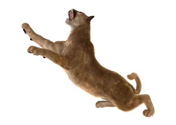 3D Rendering Big Cat Puma บนสีขาว — ภาพถ่ายสต็อก