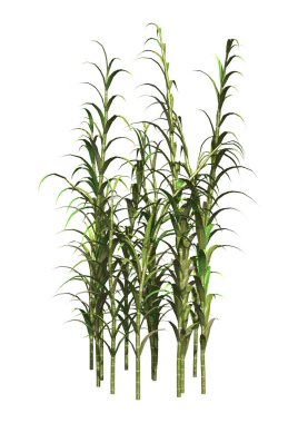 3d render bambu beyaz topaklanma