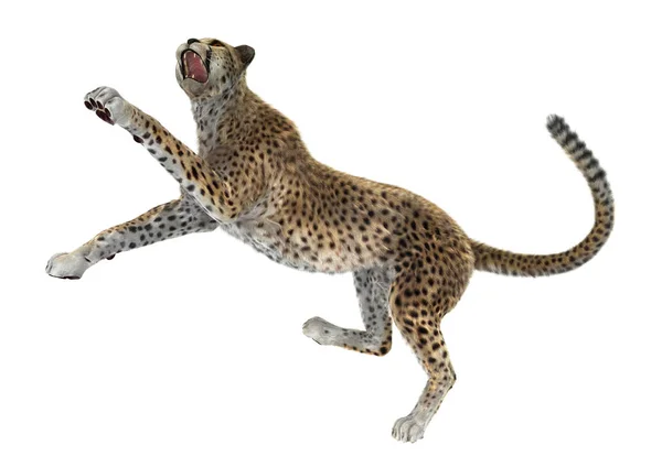 3D render büyük kedi Cheetah beyaz — Stok fotoğraf