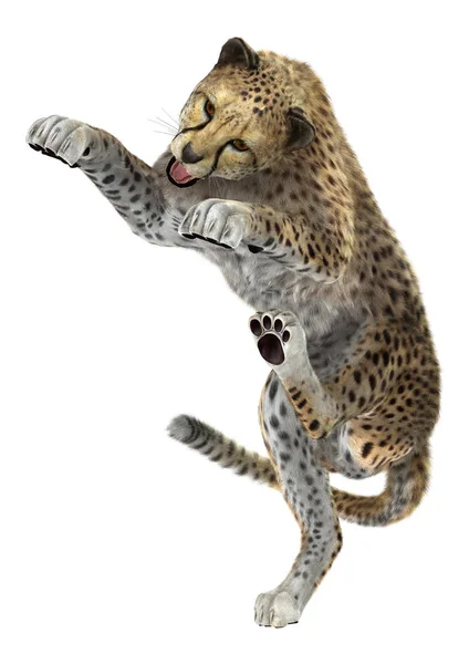 Representación 3D Big Cat Cheetah en blanco —  Fotos de Stock