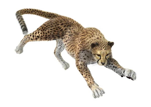 3D rendering Big Cat Cheetah på vit — Stockfoto