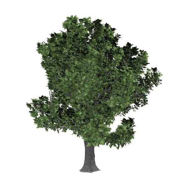 3d 渲染橡木树上白 — 图库照片