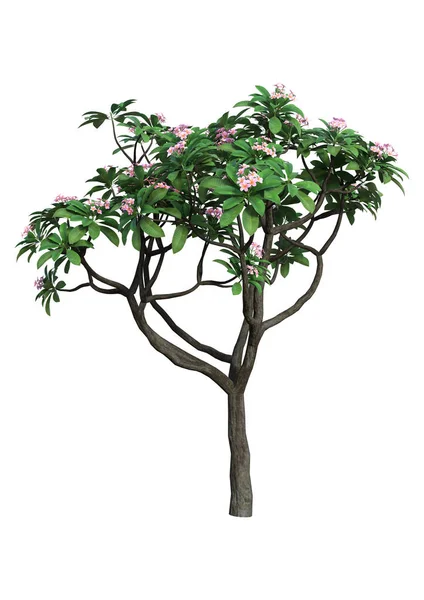 3D rendering Plumeria träd på vit — Stockfoto