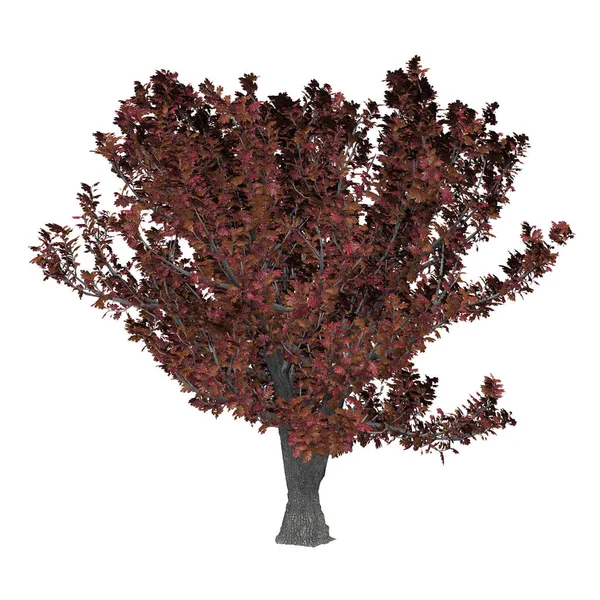 3D vykreslování Oak Tree na bílém — Stock fotografie