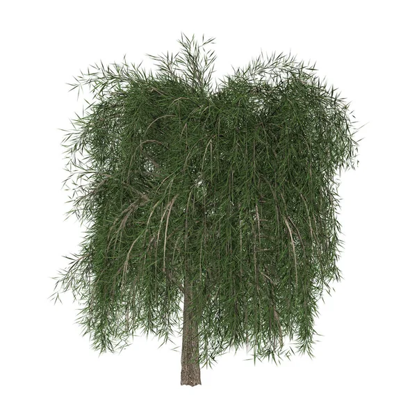 3D Rendering Willow Tree on White — Stock Photo, Image