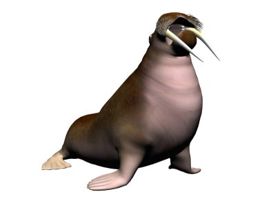 3D render Mors beyaz