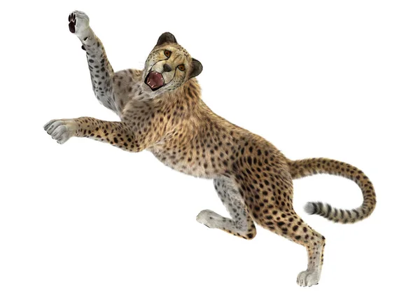 3D render büyük kedi Cheetah beyaz — Stok fotoğraf