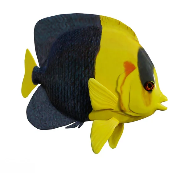 Rendu 3D Angelfish sur Blanc — Photo