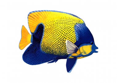 Beyaz üzerine 3D render Angelfish