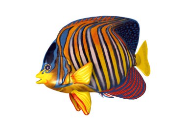 3D render Kraliyet Angelfish beyaz