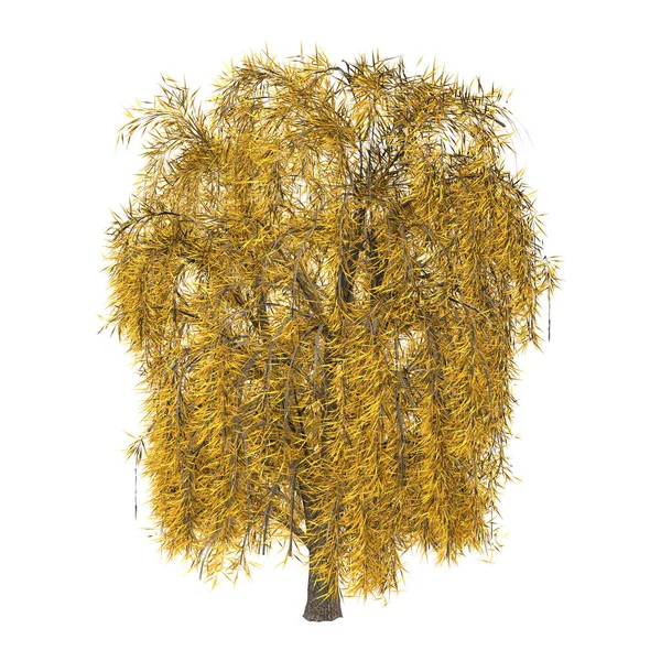 3D Rendering Willow Tree on White — Stock Photo, Image