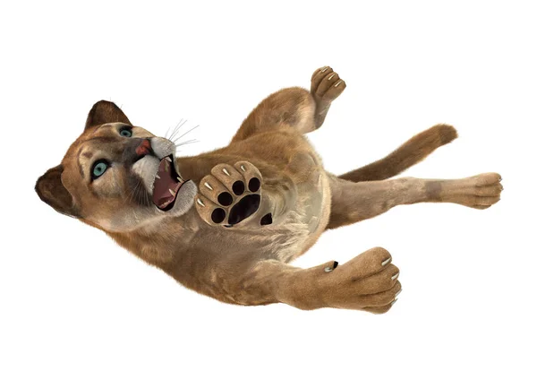 3D Rendering Big Cat Puma บนสีขาว — ภาพถ่ายสต็อก