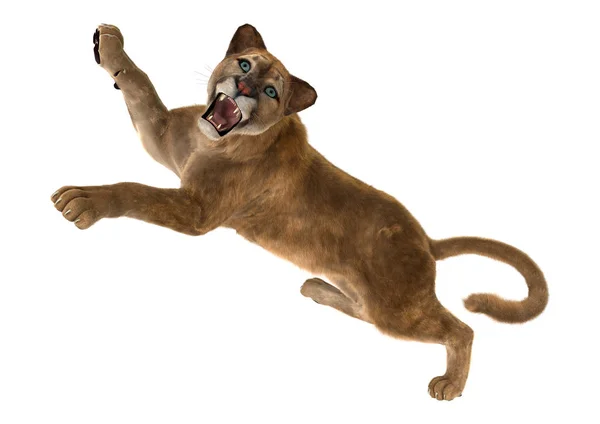 3D Rendering Big Cat Puma di Putih — Stok Foto