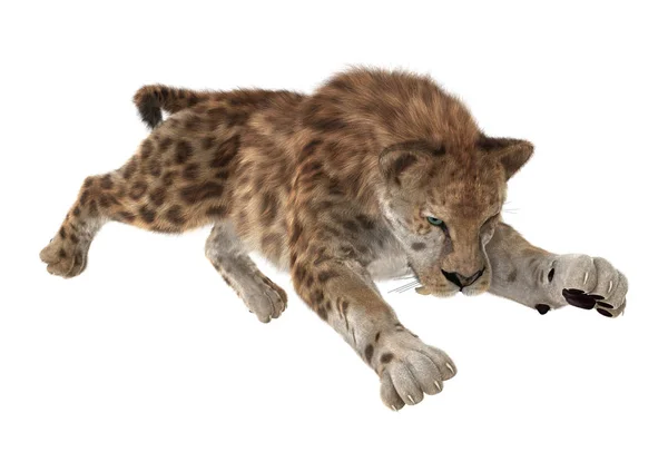 3D renderização Sabertooth Tuger em branco — Fotografia de Stock