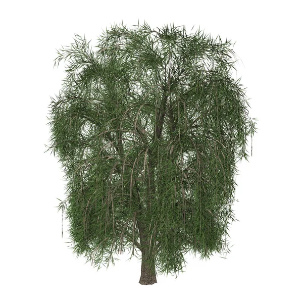 3D rendering Willow Tree op wit — Stockfoto