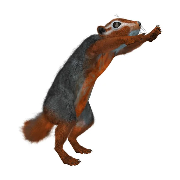 3D Rendering Red Bush Squirrel di Putih — Stok Foto