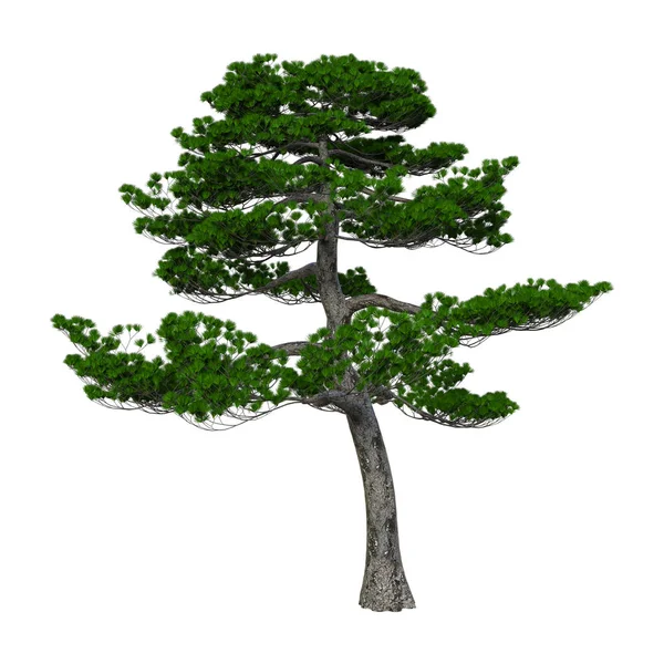 3D render Japon çam ağacı beyaz — Stok fotoğraf