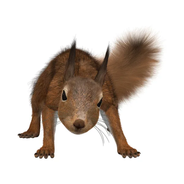 3D Rendering European Red Squirrel on White — Stock Photo, Image