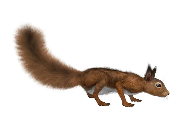 3D Rendering Europäisches Rotes Eichhörnchen auf Weiß — Stockfoto