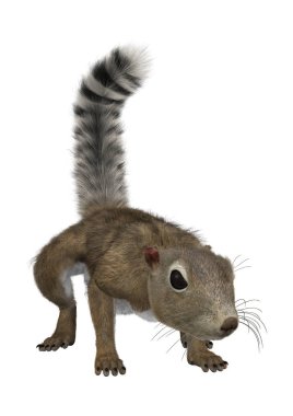 3D render Gambiya güneş sincap beyaz