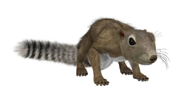 3D wiewiórka gambijska renderowania na białym — Zdjęcie stockowe