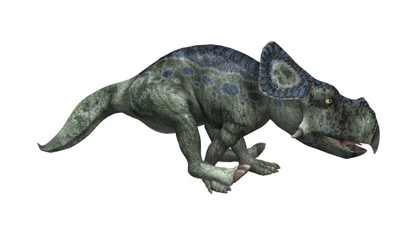 3D vykreslování dinosaura Protoceratops na bílém — Stock fotografie