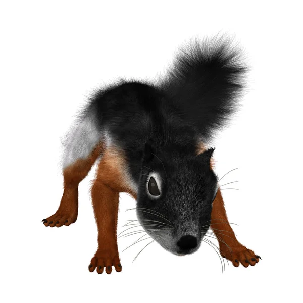 3D Rendering Prevost Squirrel on White — Stock Photo, Image