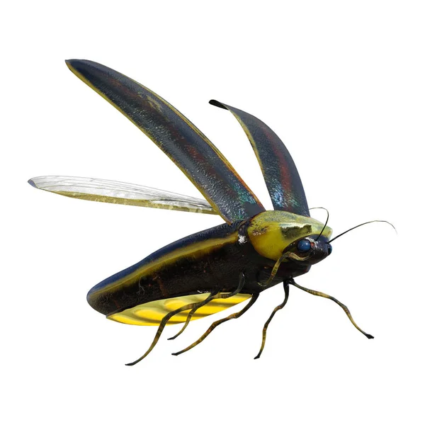 Representación 3D Lightning Bug en blanco —  Fotos de Stock