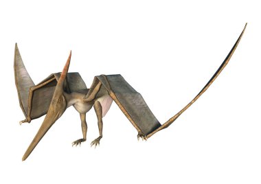 3D render Pteranodon beyaz