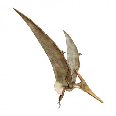 3D render Pteranodon beyaz
