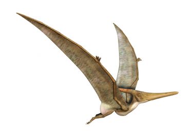3D render Pteranodon beyaz