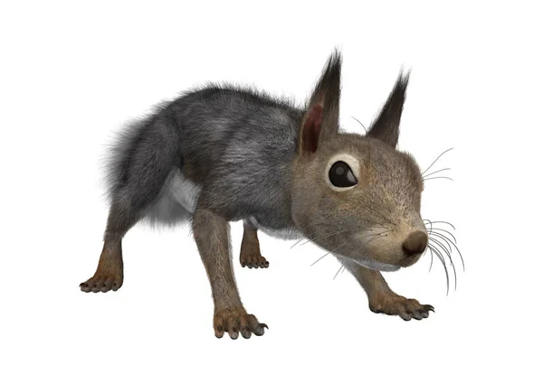 3D representación oriental gris ardilla en blanco —  Fotos de Stock