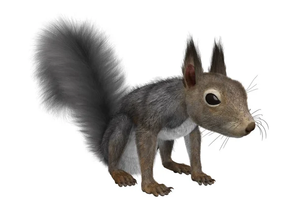 3D Rendering Eastern Grey Squirrel on White — Stock Photo, Image