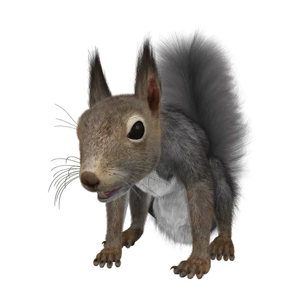 Écureuil gris oriental rendu 3D sur blanc — Photo