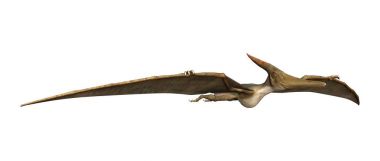 3D render Pteranodon beyaz