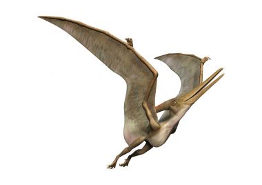 3D render Pteranodon beyaz