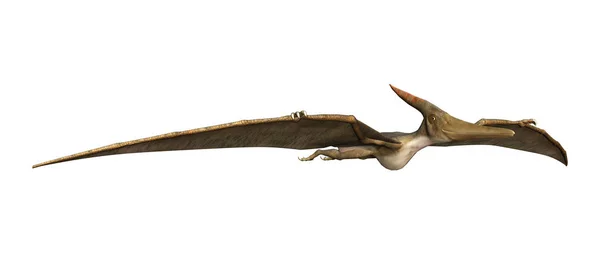 3D Pteranodon renderização em branco — Fotografia de Stock