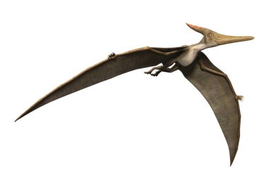 3D render Pteranodon beyaz