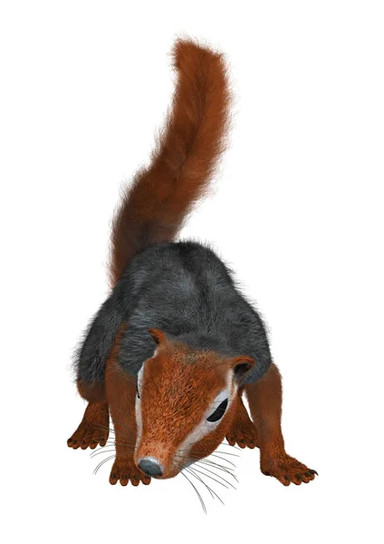 3D Rendering Red Bush Squirrel on White — Stock Photo, Image